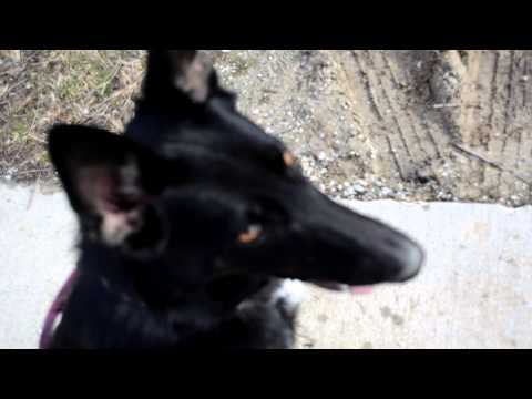 German Shepherd Throws a Temper Tantrum (Part 1)