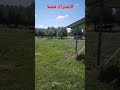 الهدوء والسكينة العشق الدائم للبادية 