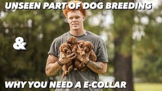 UNSEEN PART OF BEING A DOG BREEDER & WHY YOU NEED A E-COLLAR by Gabe Bollinger 3,949 views 2 years ago 6 minutes, 2 seconds