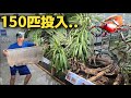 六畳の部屋にクワガタ大量に入れたらカオス状態突入した