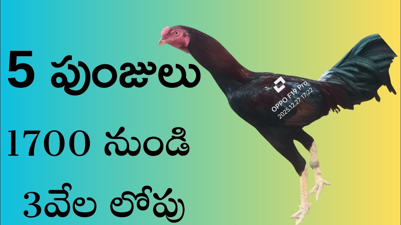 1700 నుండి 5పుంజులు 94900 84890 