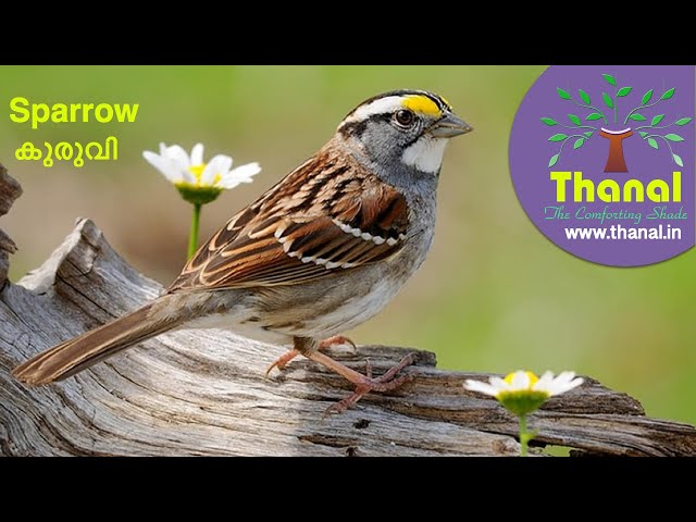 Sparrow (കുരുവി)