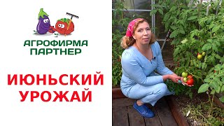 ИЮНЬСКИЙ УРОЖАЙ