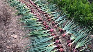 The Start of HUGE Garden Harvests! SelfSufficient Gardening