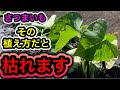 さつまいもを植える時はこれだけは絶対にやめて下さい。失敗するやりがち定植。