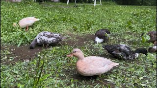 Pet Ducks Enjoying A Rainy Day | White/Pink Noise 