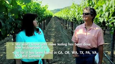 Grapevine Red Blotch Disease - Issues and Answers