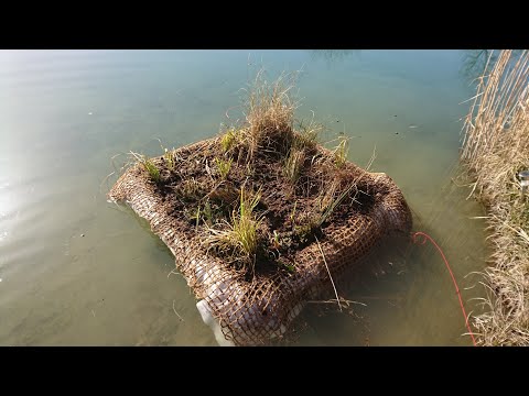 Video: Wie schwimmen schwimmende Pflanzen auf dem Wasser?