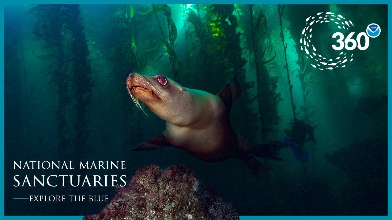 Explore the Blue: 360° Sea Lion Encounter