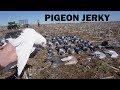 Pigeon Hunting Rare Birds!! (Catch and Cook)