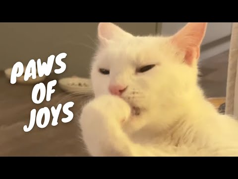 Wholesome Pet Laughter Fest! 😂🐾 | Hilarious Cats and Dogs Compilation