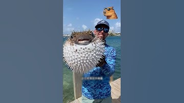 Sự Thật Về Cá Nóc Mà 99% Mọi Người Đều Hiểu Sai