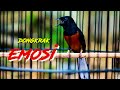 Murai Batu Bisu Langsung Emosi Pancingan Murai Macet Biar Gacor Mp3 - Mp4 Download
