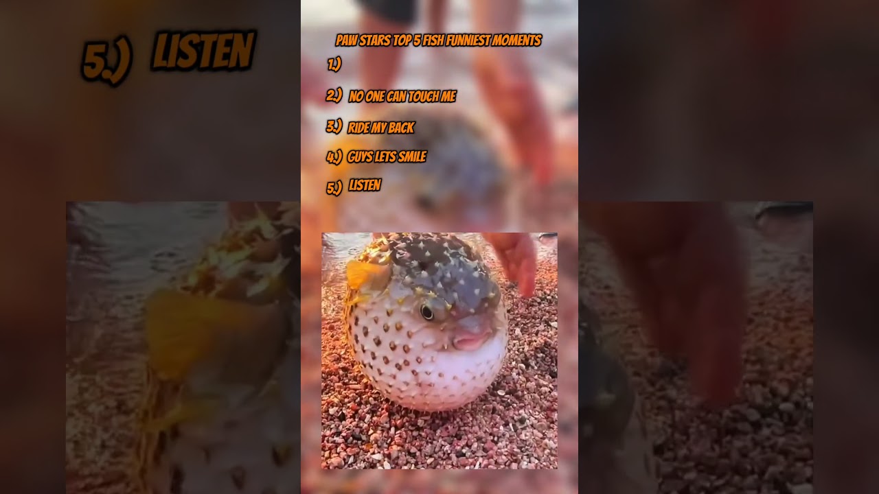 paw stars top 5 fish funny moments 