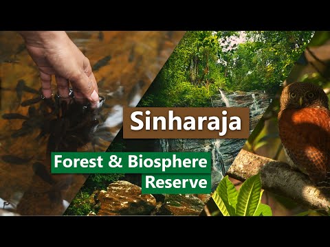 Sinharaja Forest & Biosphere Reserve | Sri Lanka