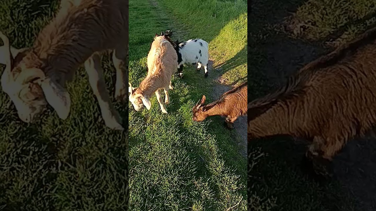 Hierba en el camino y los pajaritos cantando.