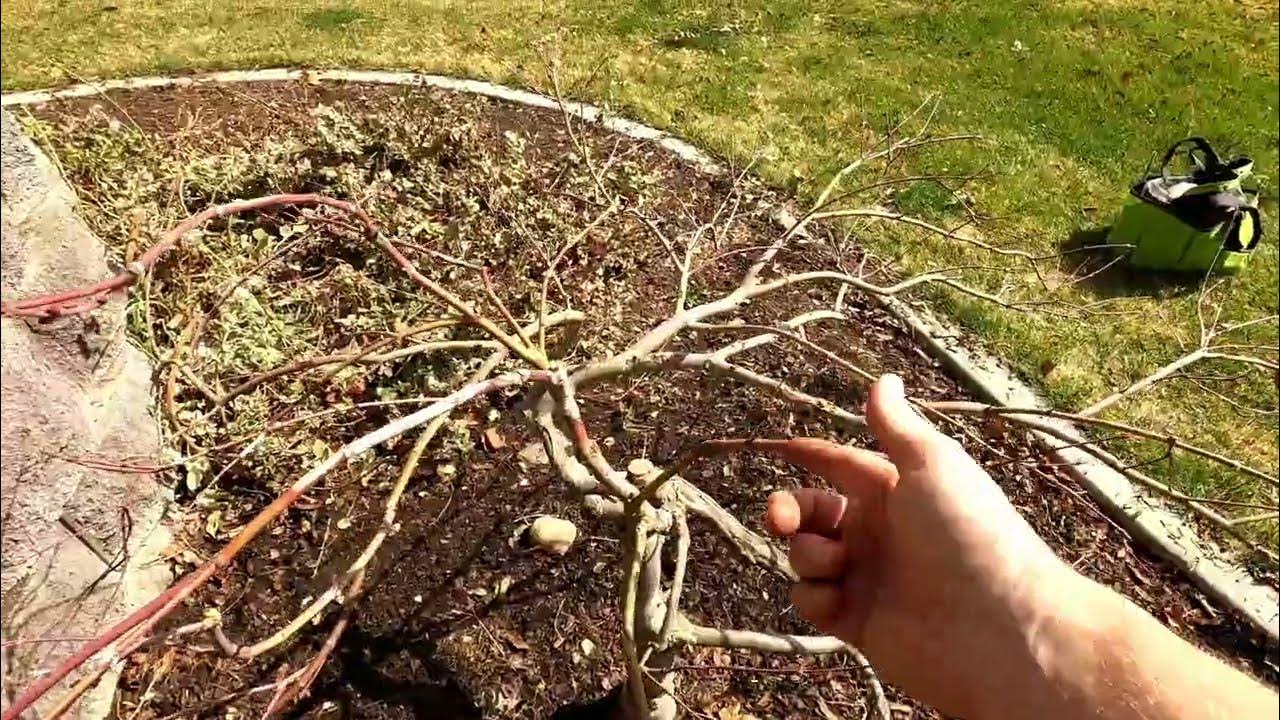 Pruning a Japanese Laceleaf Maple Tree YouTube