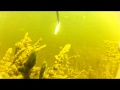 подводная охота на сазана 6...2012.GOPRO2