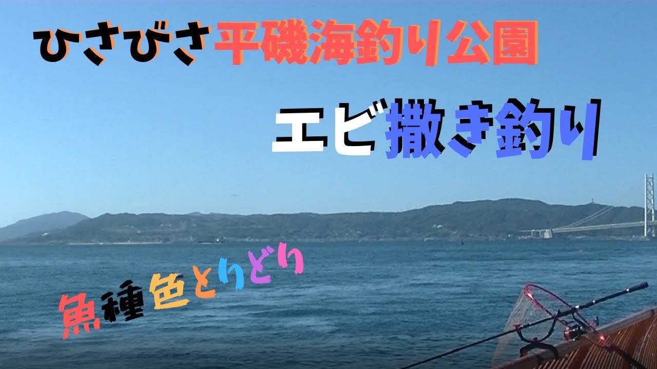 116 エビ撒き 久々平磯海釣り公園でエビ撒き釣り 魚種色とりどり Youtube 116 エビ撒き 久々平磯海釣り公園でエビ撒き釣り 魚種色とりどり Youtube