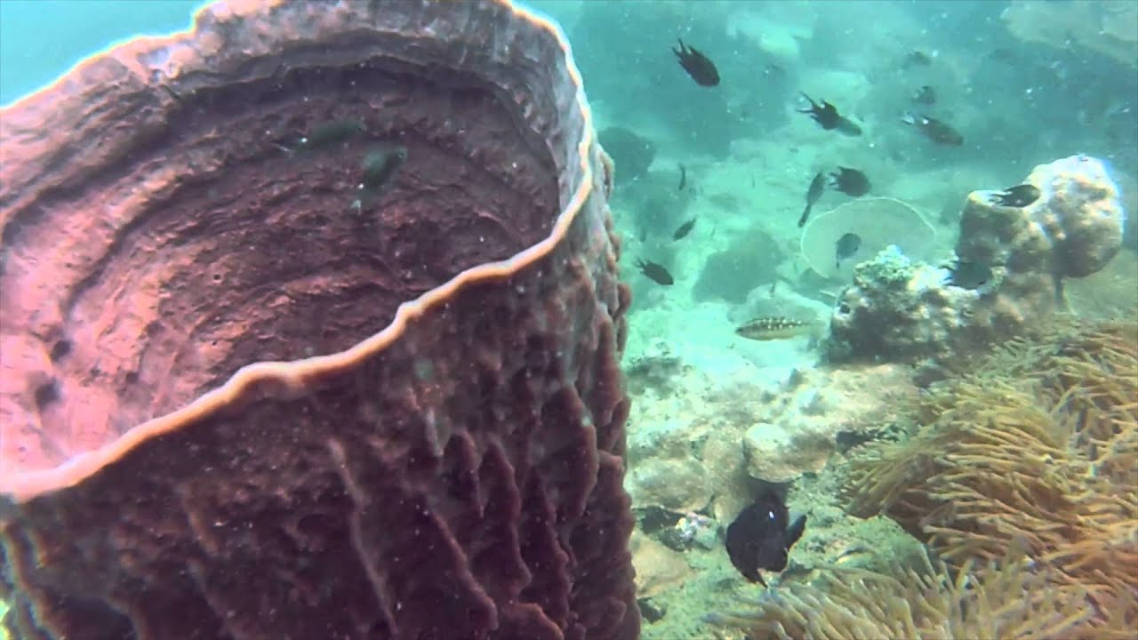 Scuba Diving in Koh Rong Samloem, Cambodia YouTube