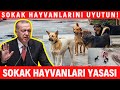 Erdoğan&#39;dan Talimat: Sokak Köpekleri Uyutulacak mı?