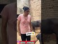 पाडियो 😂 #funny #comedy #viral #trending #explore #entertainment #new #shorts #vikasmahala