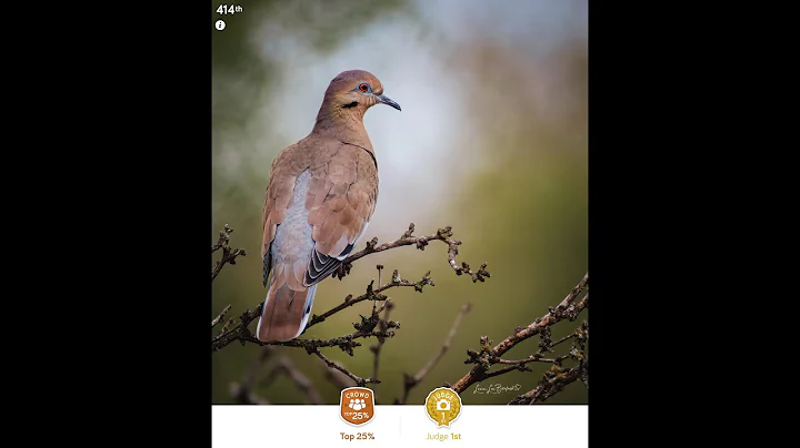 Photocrowd Photography Awards  Wildlife and Bird P...