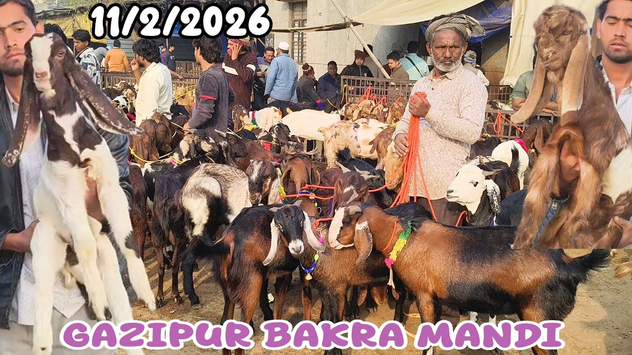 Gazipur Bakra Mandi live update 11/2/2026 delhi 