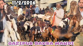 Gazipur Bakra Mandi Live Update 1122026 Delhi