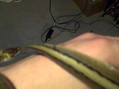 pinstripe ball python
