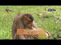 Sekolah beruk di Pariaman
