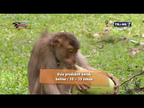Thumbnail for Sekolah beruk di Pariaman