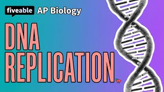 AP Biology - DNA Replication: Enzymes & Strand Synthesis