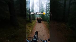 The  Bear funny bear  memes  viral animals