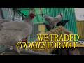 We Traded Cookies for Hay | Preparing the Garden for Spring