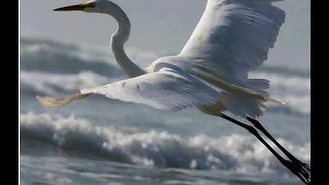 No Justified Resentment - Wayne Dyer