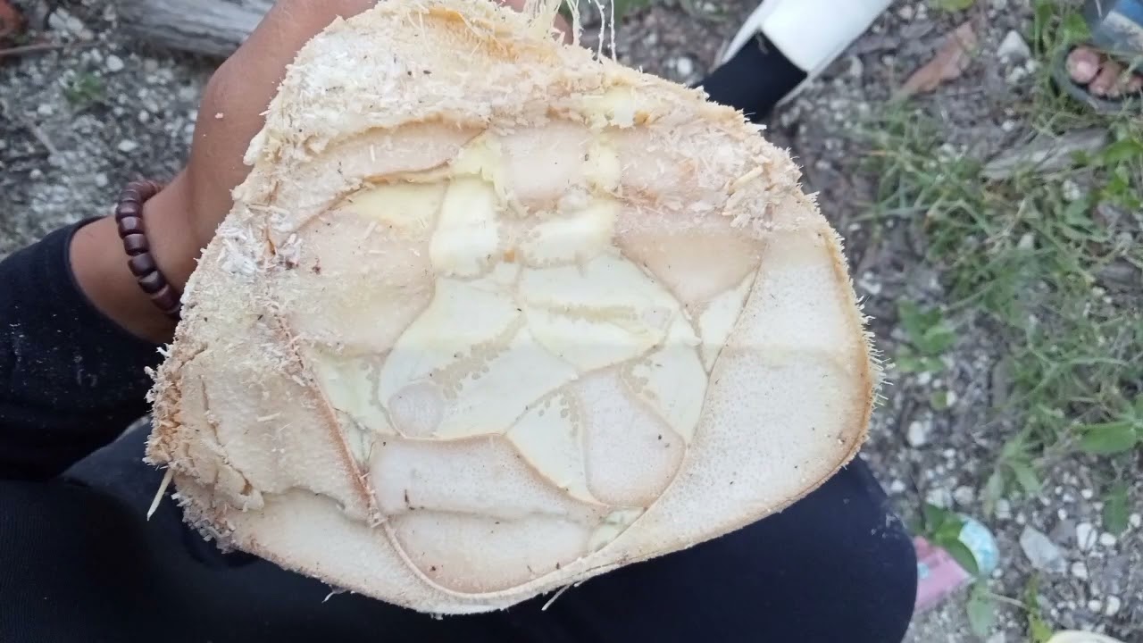 KULTUR JARINGAN TANAMAN KELAPA SAWIT (ELAEIS GUINEENSIS JACQ.) I KELOMPOK 1