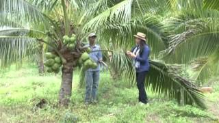 Agriculture 23 08 2014 Coconut_Kg Speu(ដំណាំដូងក្រអូប របស់អ្នកត្រែងត្រយឹង កំពងស្ពឺ)