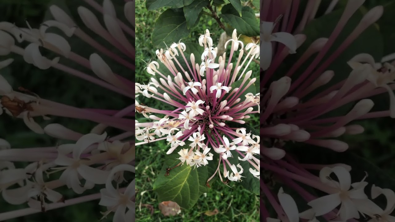 Clerodendrum quadriloculare