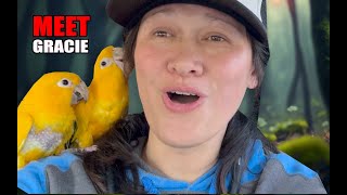 I BOUGHT A NEW FEMALE GOLDEN CONURE FOR MY MALE BIRD!