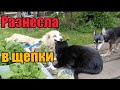 Из чего варю сыр》Хани в клетке》Минусуем бролей