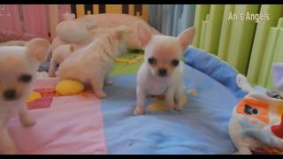 Chihuahua puppies of Queeny, Muffin and Grace  28 nov.2016