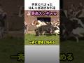 牛さんたちが大はしゃぎする理由のサムネイル