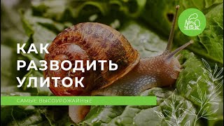 Как разводить улиток