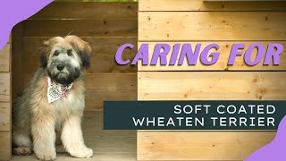 How to take care of Soft Coated Wheaten Terrier | Dog Instructor screenshot 3