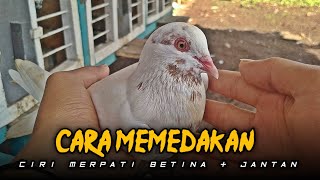 CARA MEMBEDAKAN CIRI MERPATI JANTAN & BETINA‼️