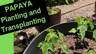 Papaya Planting and Transplanting