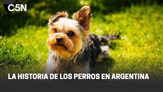 La Historia De Los Perros En Argentina