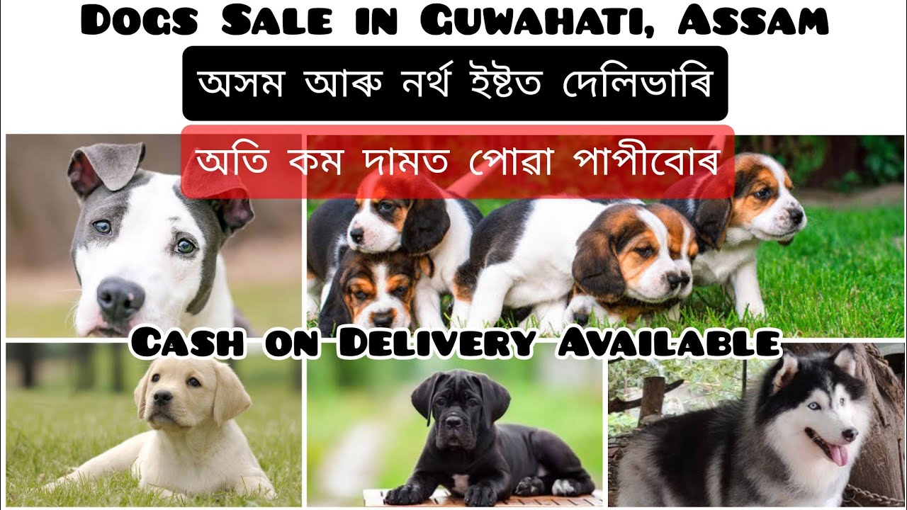 Dogs sale in Guwahati ! All Assam & North East Delivery ! Cash on