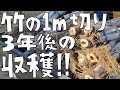 竹の１m切りから3年。ついに勝利！？他の竹対策や現状もご報告！【第145話】